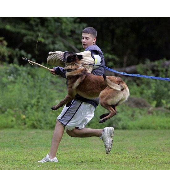 Trained adult German Shepherd at Metro K9 Academy, New Jersey