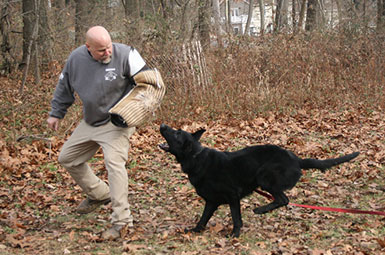 GSD bite work drill on training field in Randolph NJ