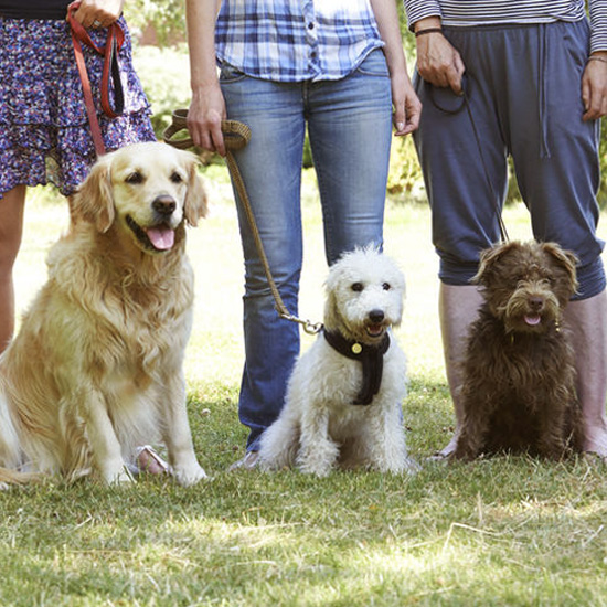 Dogs and owners training together at Metro K9 Academy, New Jersey