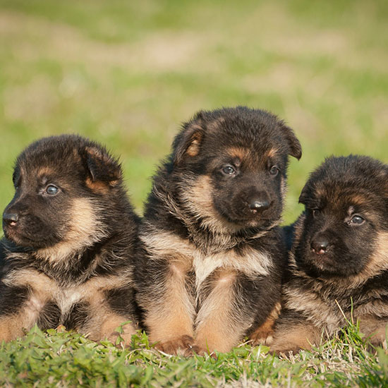 German Shepherd puppy at Metro K9 Academy in Bernardsville, NJ