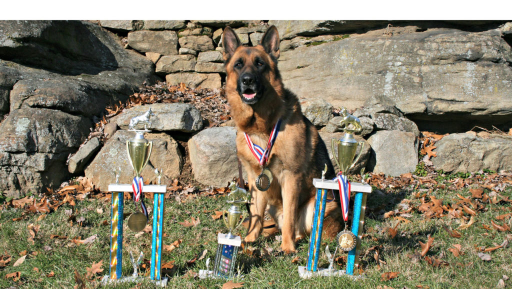 German Shepherd sitting on a stone wall beside two trophies