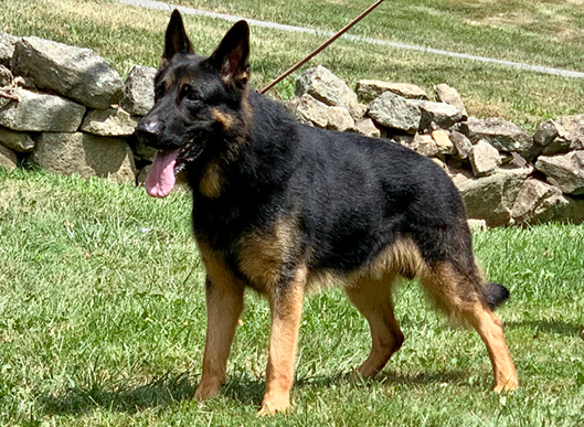 Aurum Vom Haus Gierla, black and red male German Shepherd stud, standing on the grass, Metro K9 Academy, Bernardsville NJ