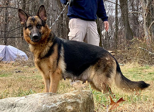 Working-Line German Shepherd at Metro K9 Academy, Randolph NJ. Nationwide placement availalbe