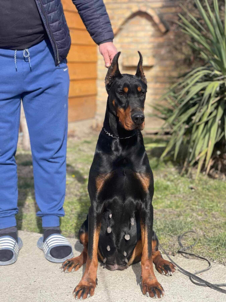 Rayna Simple Story, black and tan European Doberman breeding female, Metro K9 Academy, Bernardsville NJ