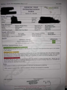 Genetic health test report for Rayna Simple Story showing DCM1 and vWD clear, Metro K9 Academy, Bernardsville NJ