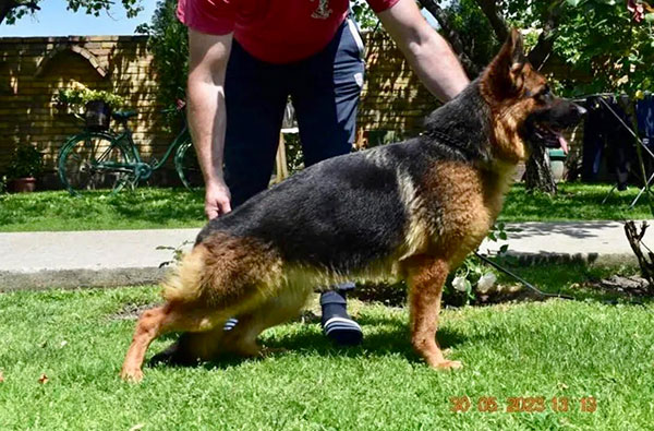 Ricky von der Glockenheide, German Shepherd breeding female, standing with her handler, Metro K9 Academy, Bernardsville NJ