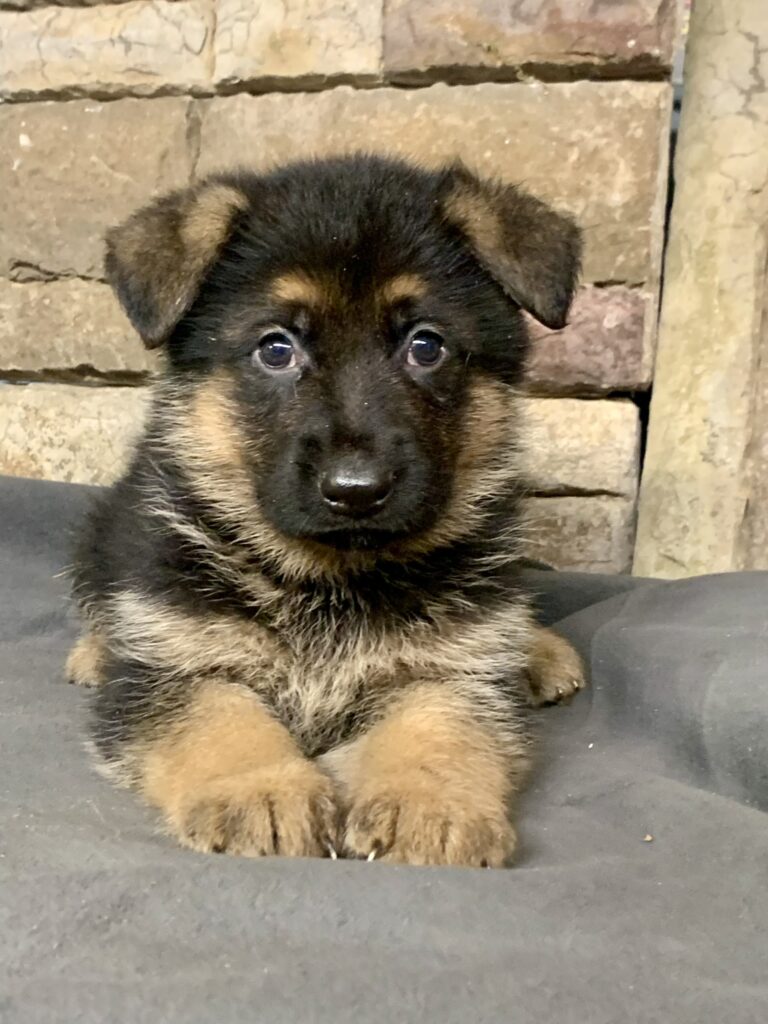 Black and tan German Shepherd puppy from Metro K9 Academy lying on a cushion