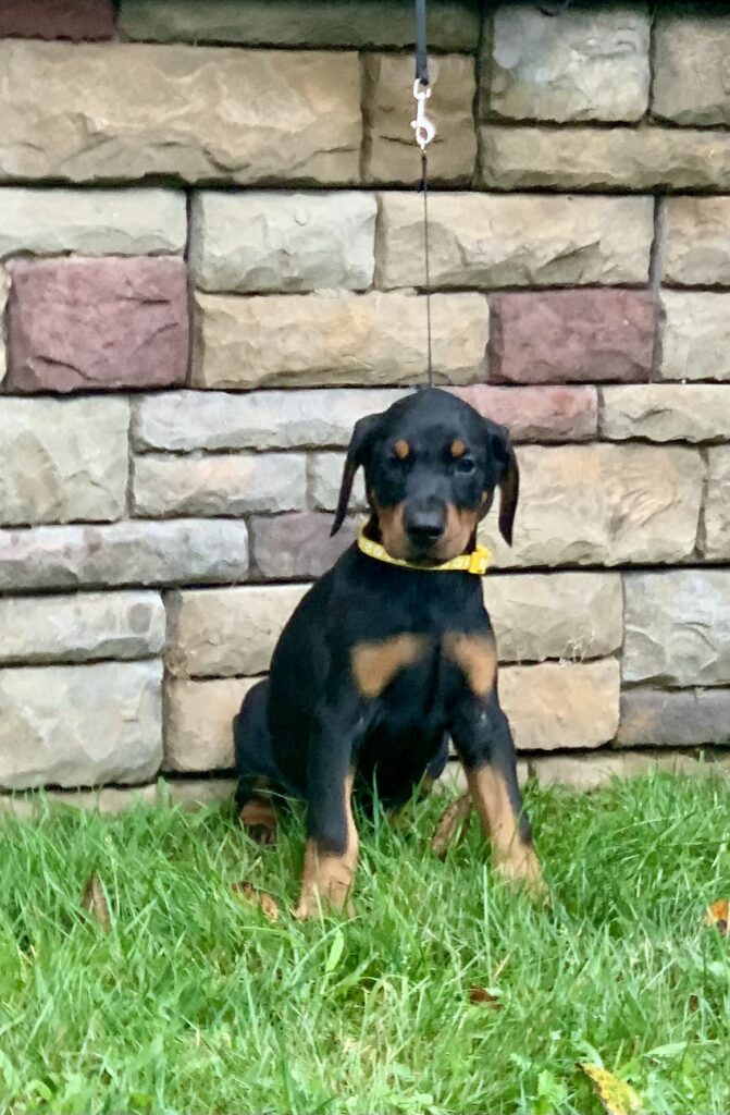 Black and tan Doberman puppy on a leash sitting in front of a stone wall at Metro K9 Academy