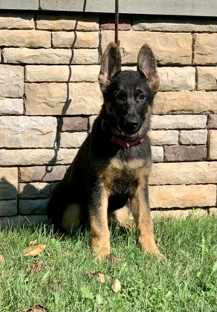 Young German Shepherd sitting on leash in front of a stone wall at Metro K9 Academy