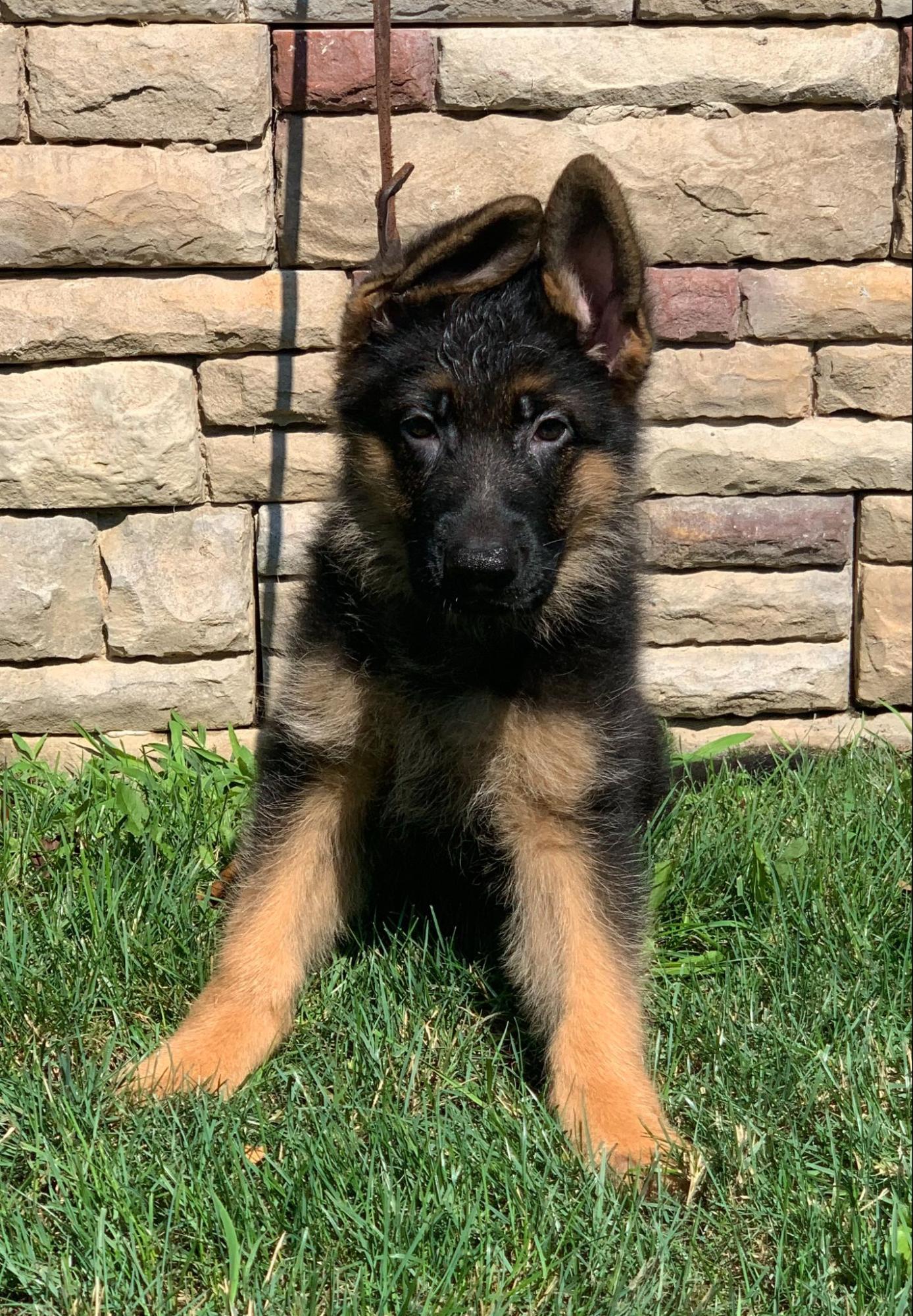 Fashion german shepherd stud price