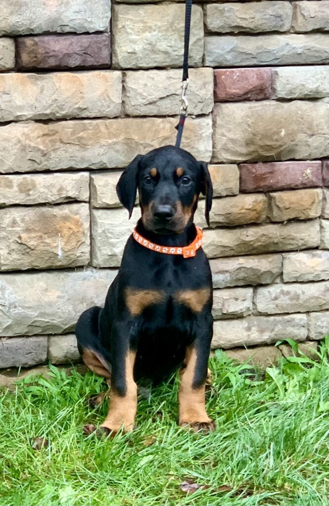 Started Doberman puppy holding a sit on leash in front of a stone wall at Metro K9 Academy