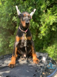 European Doberman puppy from the Rayna × Dior litter (born June 2024), sitting on a patio table, Metro K9 Academy, Bernardsville NJ