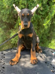 European Doberman puppy from the Rayna × Dior litter (born June 2024), sitting outdoors with ears taped, Metro K9 Academy, Bernardsville NJ