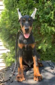 European Doberman puppy from the Rayna × Dior litter (born June 2024), sitting outdoors with ears taped, Metro K9 Academy, Bernardsville NJ