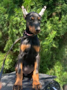European Doberman puppy from the Rayna × Dior litter (born June 2024), sitting outdoors with ears taped, Metro K9 Academy, Bernardsville NJ