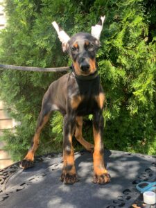 European Doberman puppy from the Rayna × Dior litter (born June 2024), standing on a leash outdoors, Metro K9 Academy, Bernardsville NJ