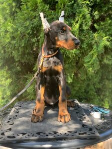 European Doberman puppy from the Rayna × Dior litter (born June 2024), sitting outdoors with ears taped, Metro K9 Academy, Bernardsville NJ