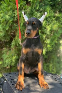 European Doberman puppy from the Rayna × Dior litter (born June 2024), sitting outdoors with ears taped, Metro K9 Academy, Bernardsville NJ