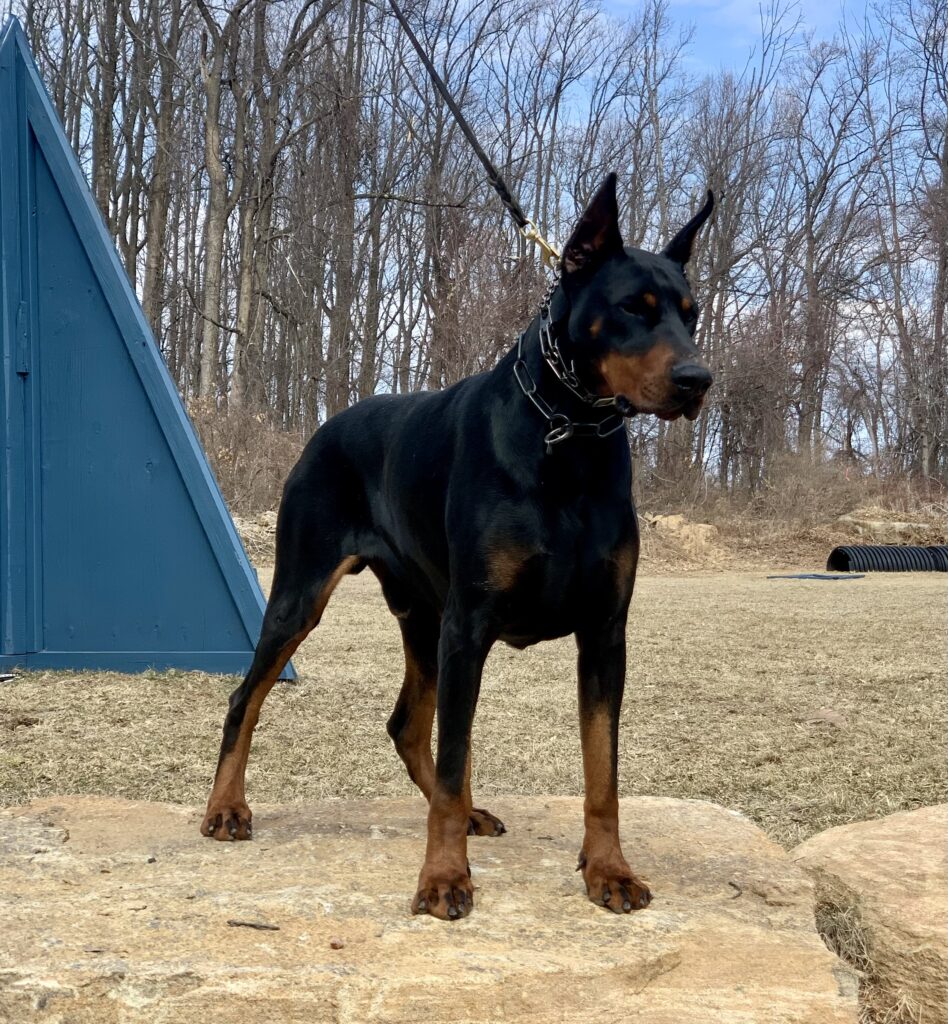 Doberman standing calmly on leash, the kind of result that makes board and train worth it