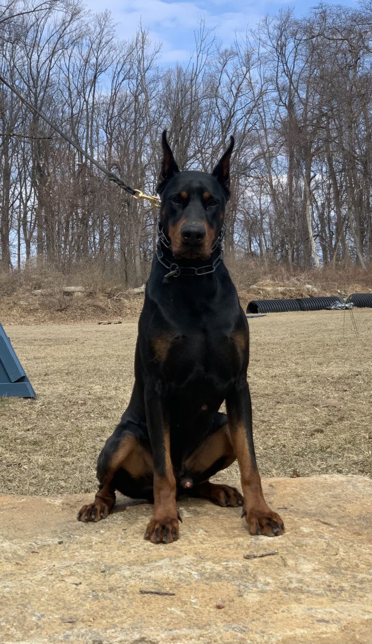 Executive Protection Dogs, Breeding and Training at Metro K9 Academy