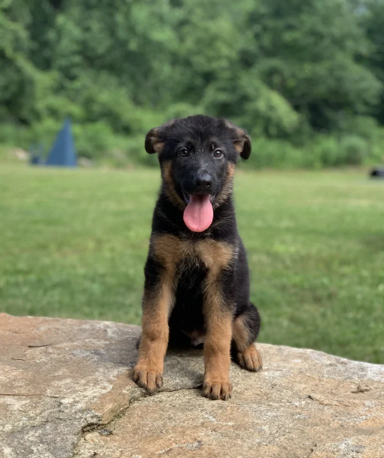 Black and tan German Shepherd puppy from the Ricky × Aurum litter (born April 2025), sitting on a rock, Metro K9 Academy, Bernardsville NJ