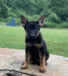 Black and tan German Shepherd puppy from the Ricky × Aurum litter (born April 2025), sitting on a rock, Metro K9 Academy, Bernardsville NJ