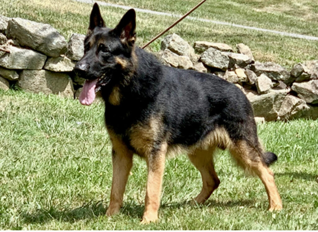 Aurum Vom Haus Gierla — black and tan working-line German Shepherd sire at Metro K9 Academy.