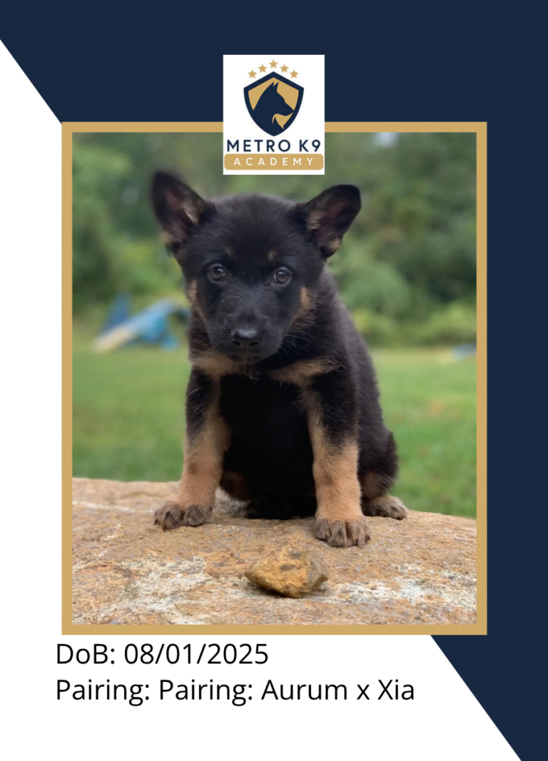 Black and red female German Shepherd puppy from the Xia × Aurum litter (born August 2025), sitting, Metro K9 Academy, Bernardsville NJ