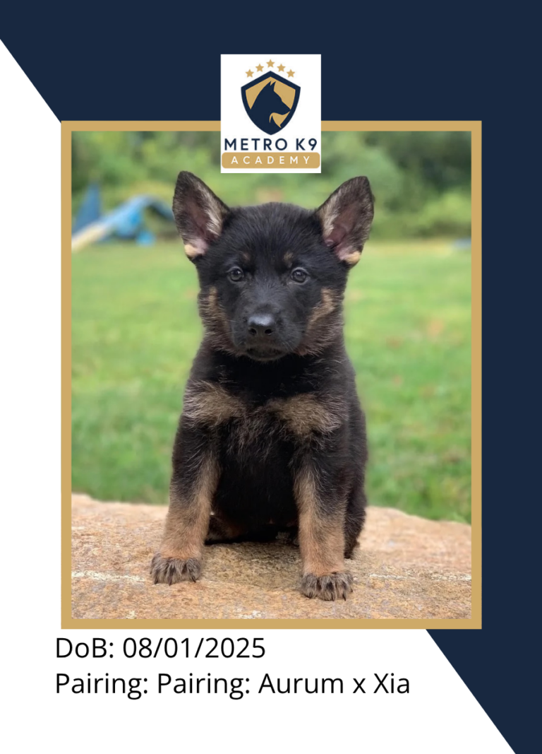 Black and red female German Shepherd puppy from the Xia × Aurum litter (born August 2025), sitting calmly, Metro K9 Academy, Bernardsville NJ