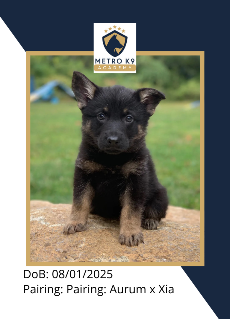 Black and red male German Shepherd puppy from the Xia × Aurum litter (born August 2025), sitting, Metro K9 Academy, Bernardsville NJ