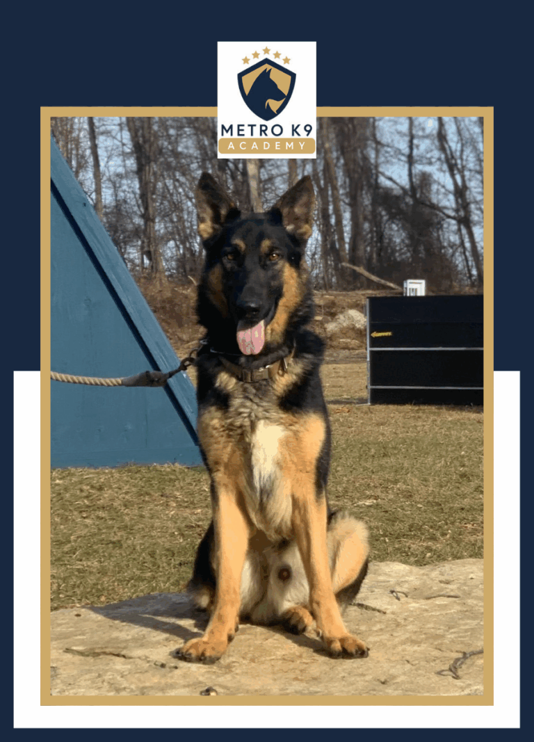 Bodyguard Trained Male German Shepherd from Metro K9 NJ