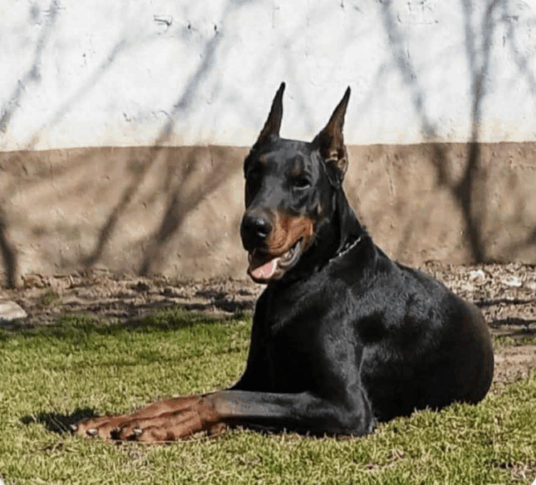 Doberman Pinscher Female_Gabona Burlehaus.