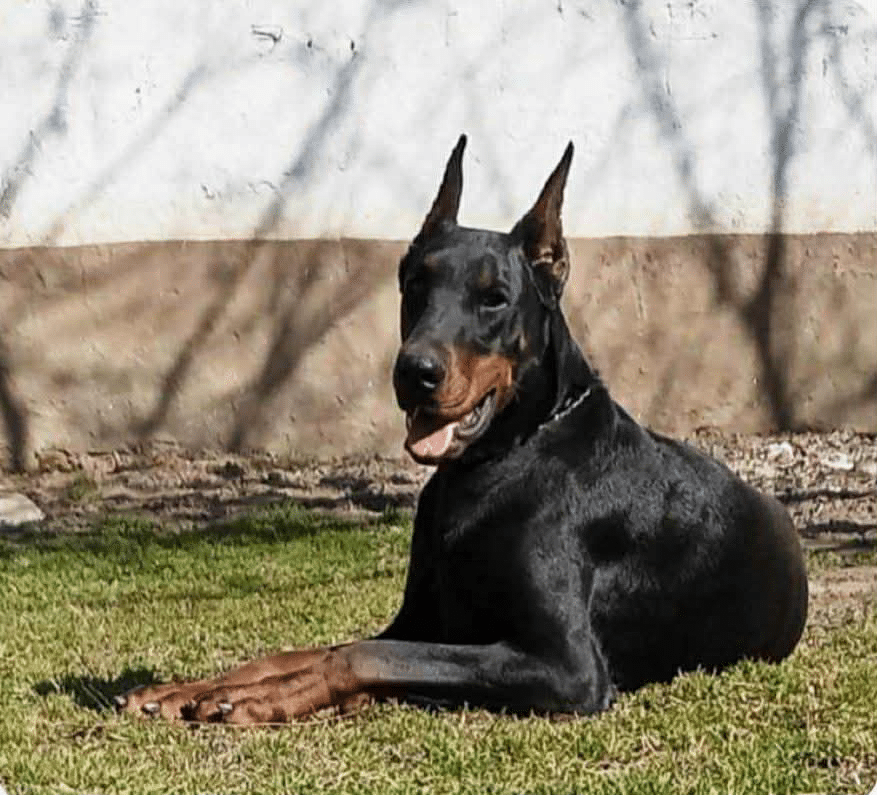 Doberman Pinscher Female_Gabona Burlehaus. Training Guides at Metro K9 Academy, Randoph NJ.