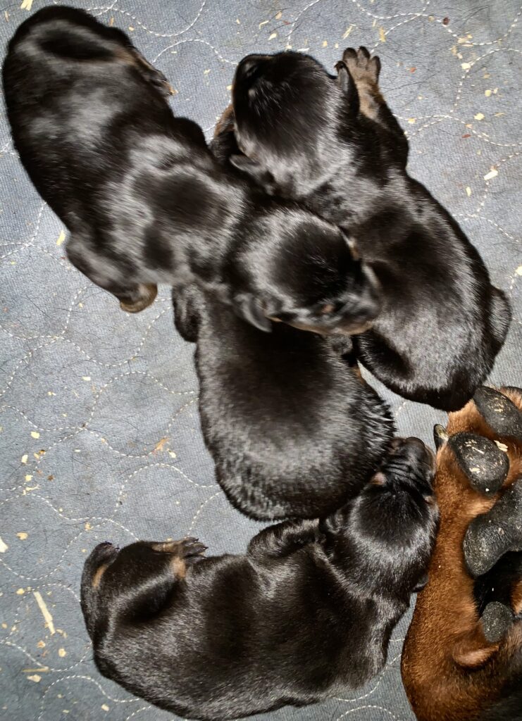 Litter of newborn European Doberman puppies at Metro K9 Academy