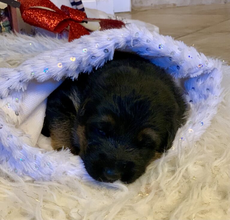 Black and tan female German Shepherd puppy from the Ricky × Aurum litter (born November 2025), Metro K9 Academy, Bernardsville NJ