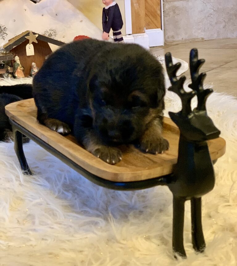 Black and tan male German Shepherd puppy from the Ricky × Aurum litter (born November 2025), Metro K9 Academy, Bernardsville NJ
