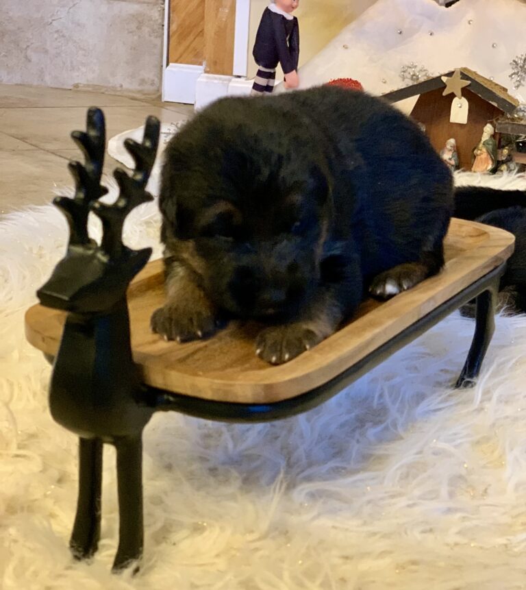 Black and tan male German Shepherd puppy from the Ricky × Aurum litter (born November 2025), Metro K9 Academy, Bernardsville NJ