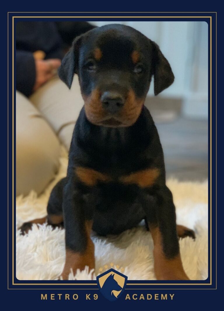 Female European Doberman puppy from the Gabona × Artas litter (born December 2025), Metro K9 Academy, Bernardsville NJ