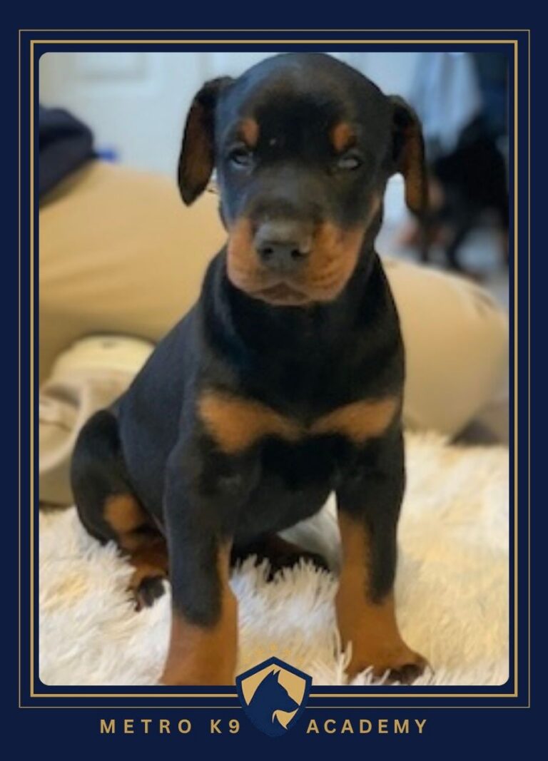 Female European Doberman puppy from the Gabona × Artas litter (born December 2025), Metro K9 Academy, Bernardsville NJ