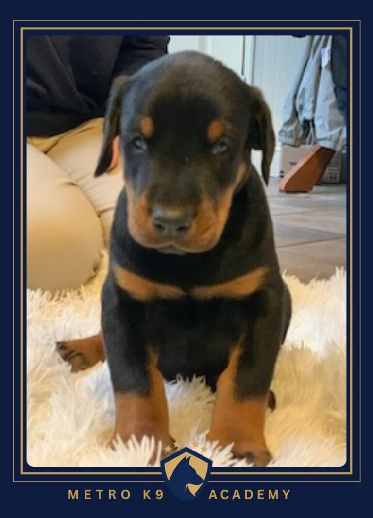 Male European Doberman puppy from the Gabona × Artas litter (born December 2025), Metro K9 Academy, Bernardsville NJ