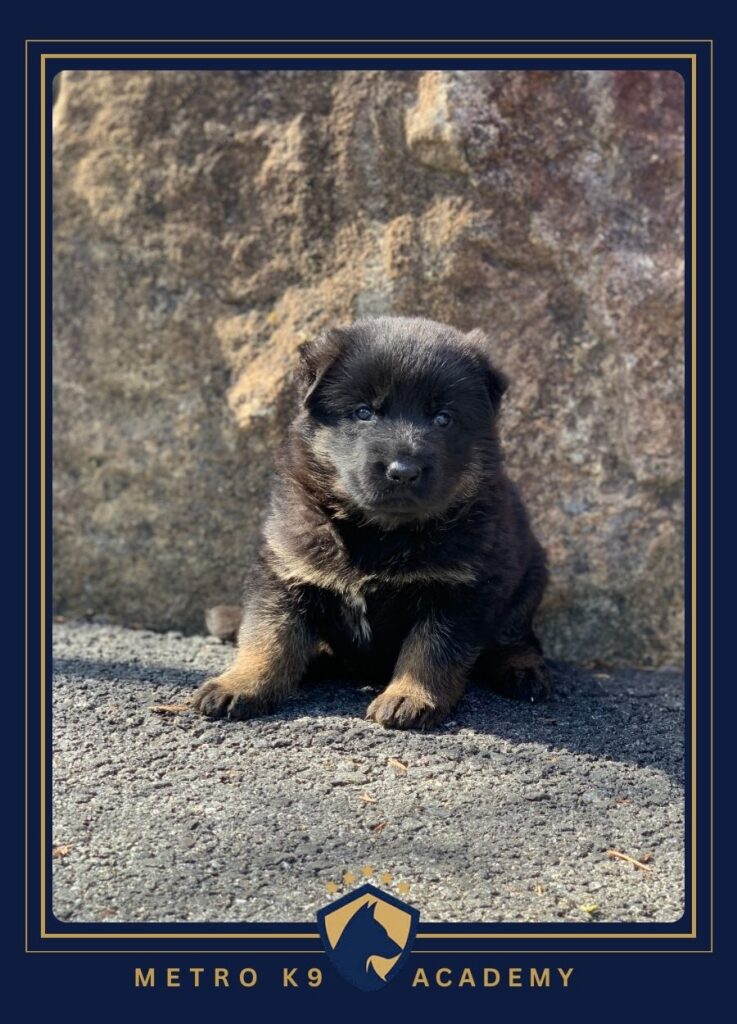 German Shepherd female puppy for sale in New Jersey at Metro K9 Academy