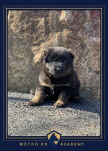 Female German Shepherd puppy from the Nadja × Kingston litter (born February 2026), Metro K9 Academy, Bernardsville NJ
