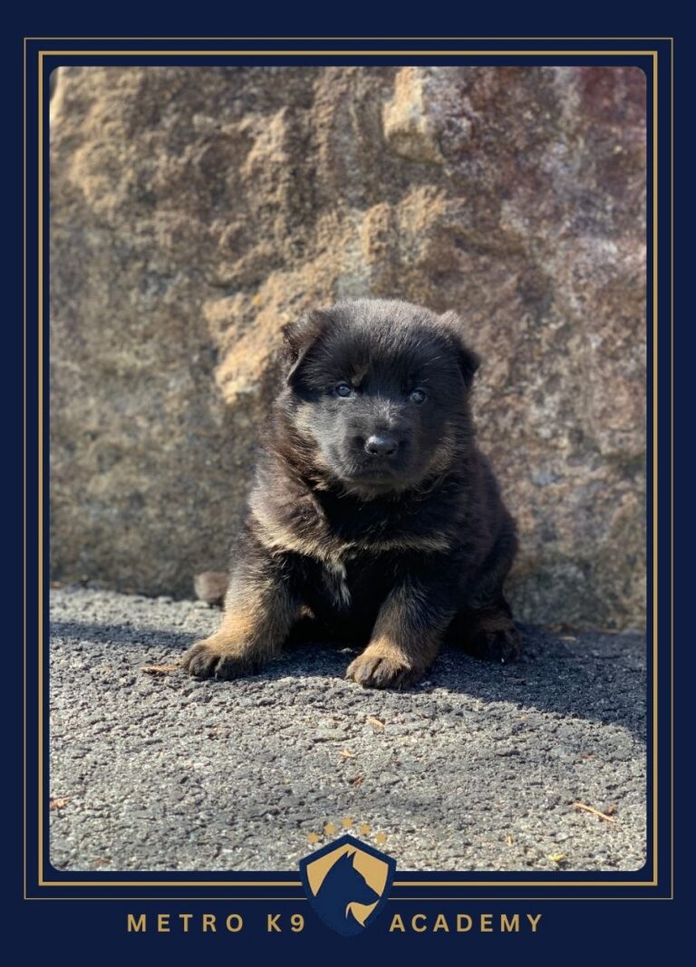 Female German Shepherd puppy from the Nadja × Kingston litter (born February 2026), Metro K9 Academy, Bernardsville NJ