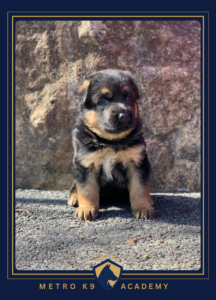 Female German Shepherd puppy from the Nadja × Kingston litter (born February 2026), Metro K9 Academy, Bernardsville NJ