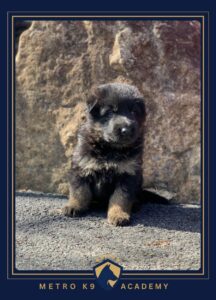 Male German Shepherd puppy from the Nadja × Kingston litter (born February 2026), Metro K9 Academy, Bernardsville NJ