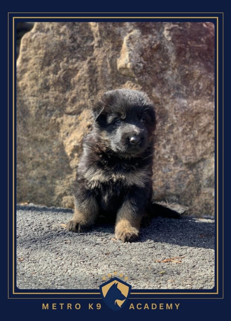 Male German Shepherd puppy from the Nadja × Kingston litter (born February 2026), Metro K9 Academy, Bernardsville NJ