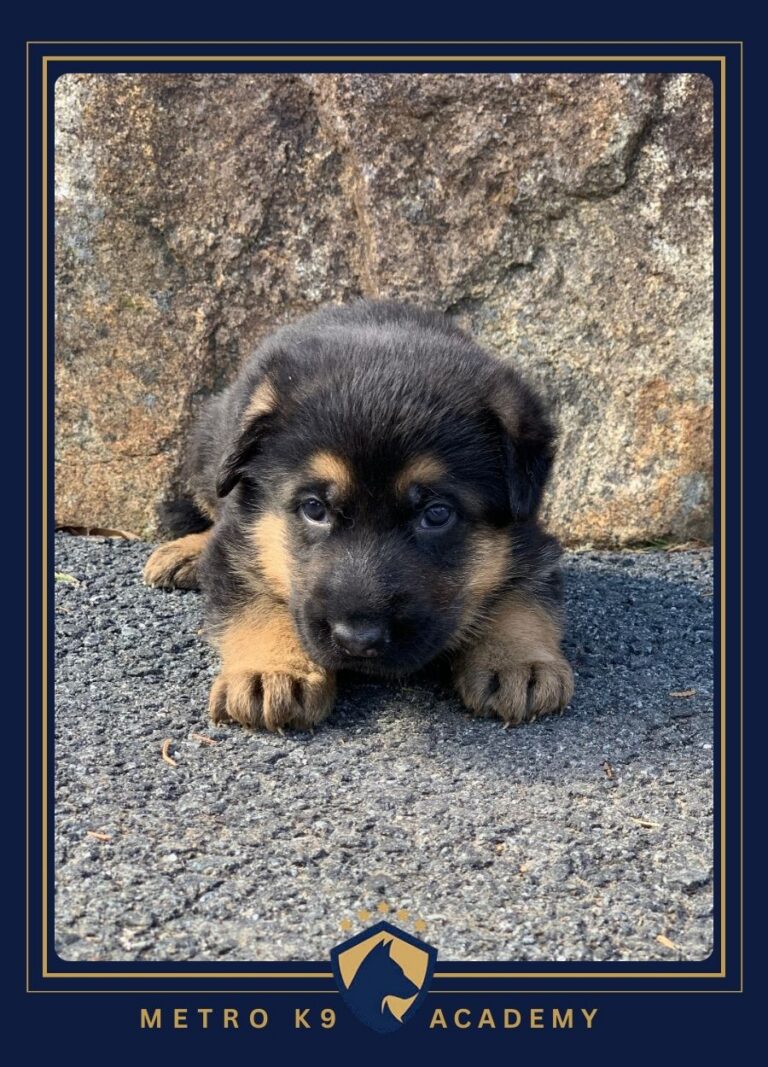 Male German Shepherd puppy from the Nadja × Kingston litter (born February 2026), Metro K9 Academy, Bernardsville NJ