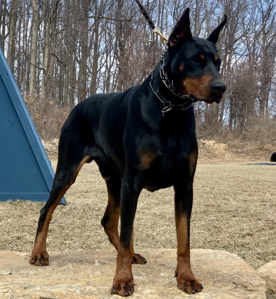 Black and rust European Doberman standing outdoors at Metro K9 Academy