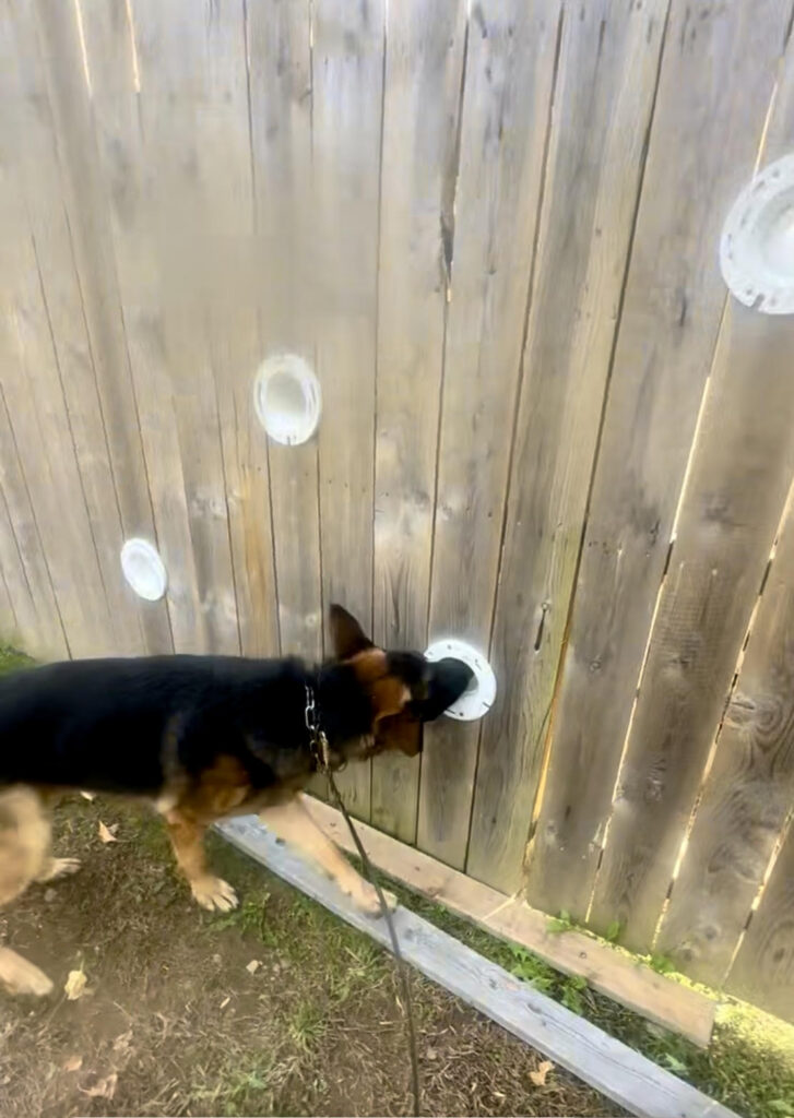 German Shepherd working scent wall during detection training exercise in NJ