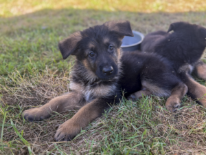 German Shepherd puppies from the Jora × Aurum litter (May 2026), two puppies resting in the grass, Metro K9 Academy, Bernardsville NJ